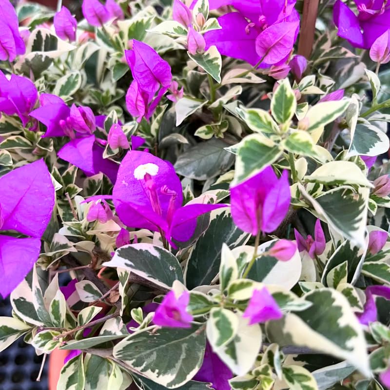 3 Bougainvillea Plants Live, 4-8” Tall Flowering Bougainvillea Vines, Tropical Climbing Plants for Garden or Containers, No Pot