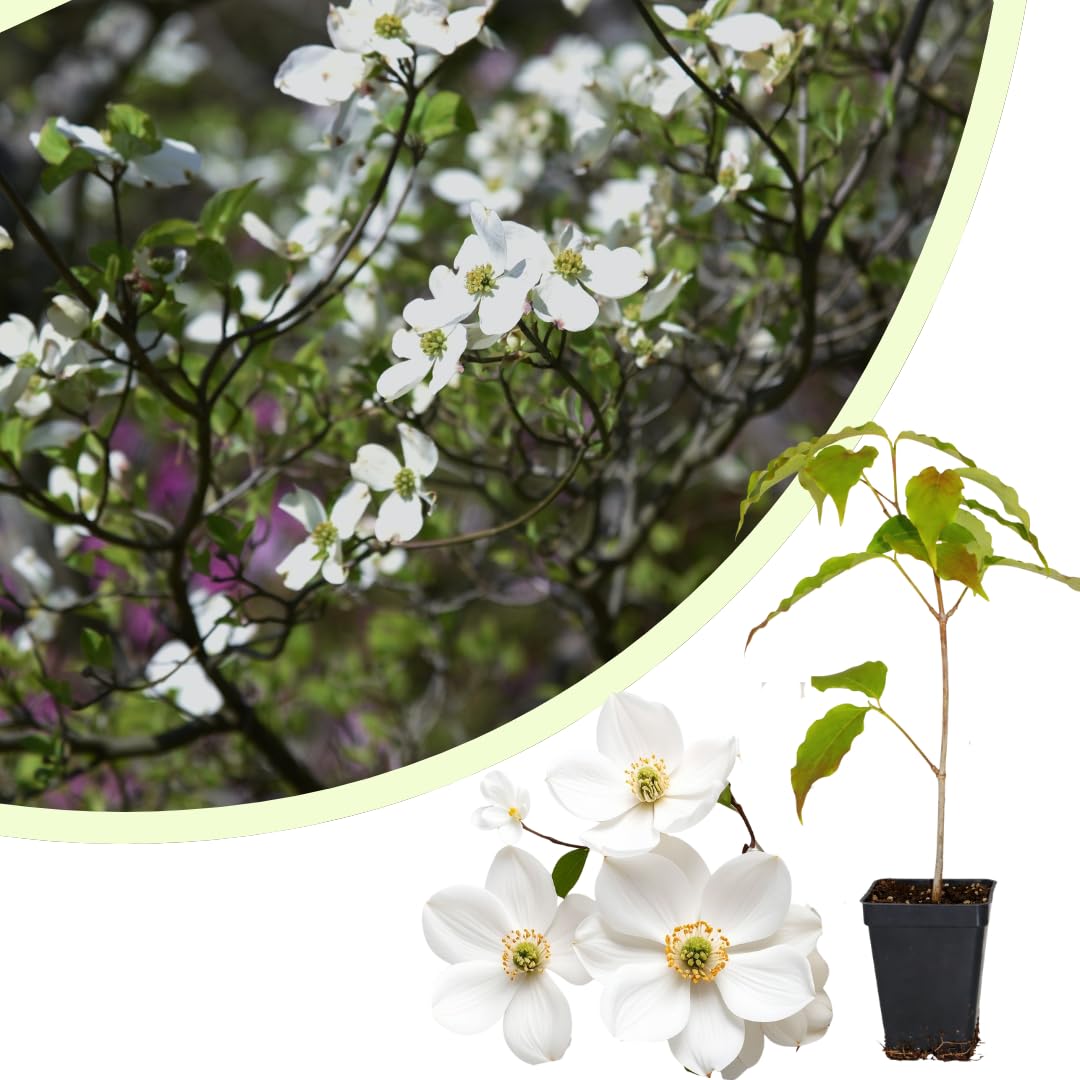 Live White Dogwood Tree Plant, Ornamental Flowering Dogwood, 6 to 12 Inches Tall for Outdoor Planting