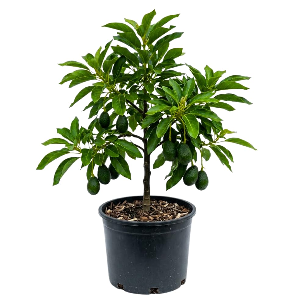Large HASS Avocado Tree, Avocado Trees Live Plants, 2 Year Olds Avocado Tree, 3 Gallon Pot, 1-2 Feet Tall, Sweet Tropical Fruit for Planting, No Ship to CA