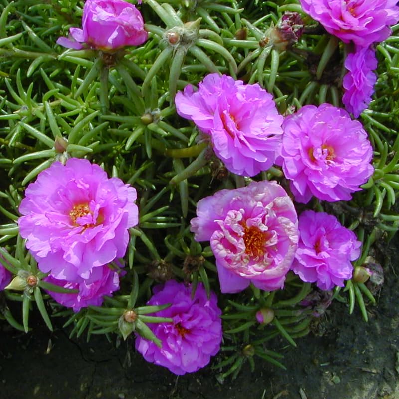 2 Moss Rose Portulaca Plants Live, Double Flowered Moss Rose Plugs 3-5" Tall, Pink Flowers