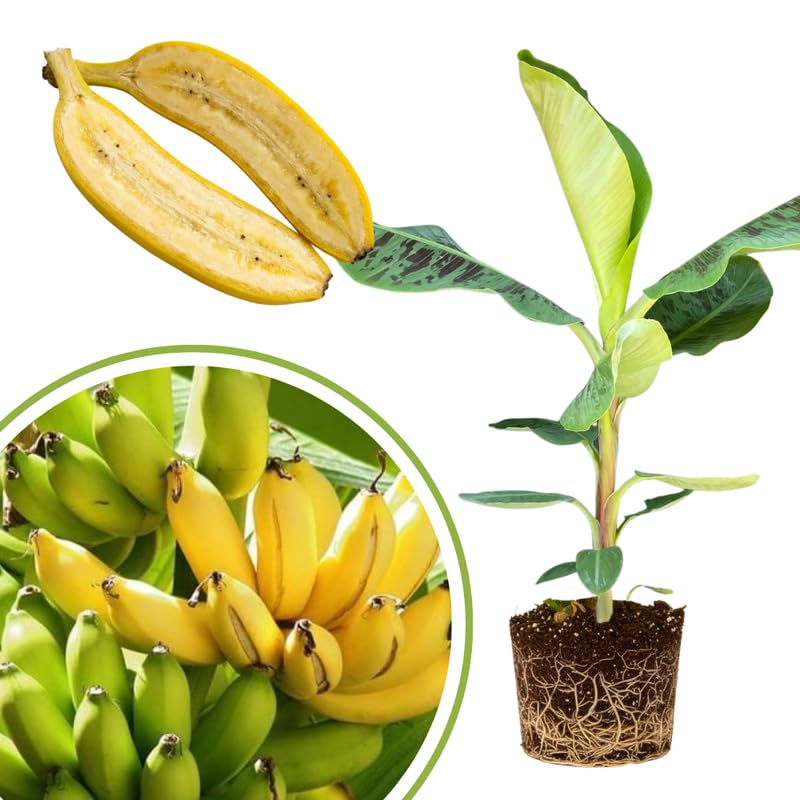 Dwarf Cavendish Banana Tree Live Plant 4–7″ Tall, Tropical Banana Plant, Fast Growing, Indoor and Outdoor Growing