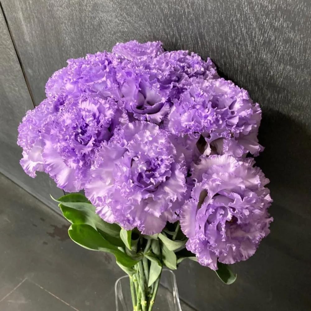 Sets 2 Vibrant Blue Lisianthus Eustoma Live Plants, Plug Size, Well-Rooted, Texas Bluebell, Thornless Love Rose Plant, Spring to Fall Bloom, 2-4" in Tall Starter