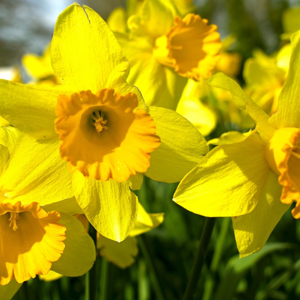 50 Top Size Daffodil Bulbs for Planting, Bulk Blooming Narcissus, Spring Bloom, Fall and Year-Round Planting, Cold Hardy, Large Bulbs