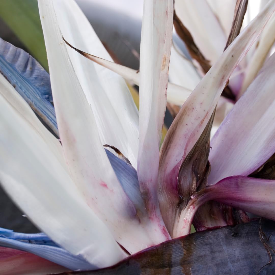 Set 2 White Bird of Paradise Plant, Bird of Paradise Plants Live, 4 to 6 Inch for Planting