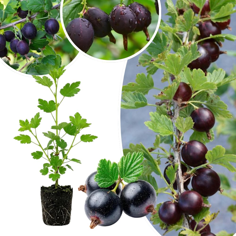 Black Gooseberry Plant Live, Gooseberry Bushes Live, 5-8 Inch Tall