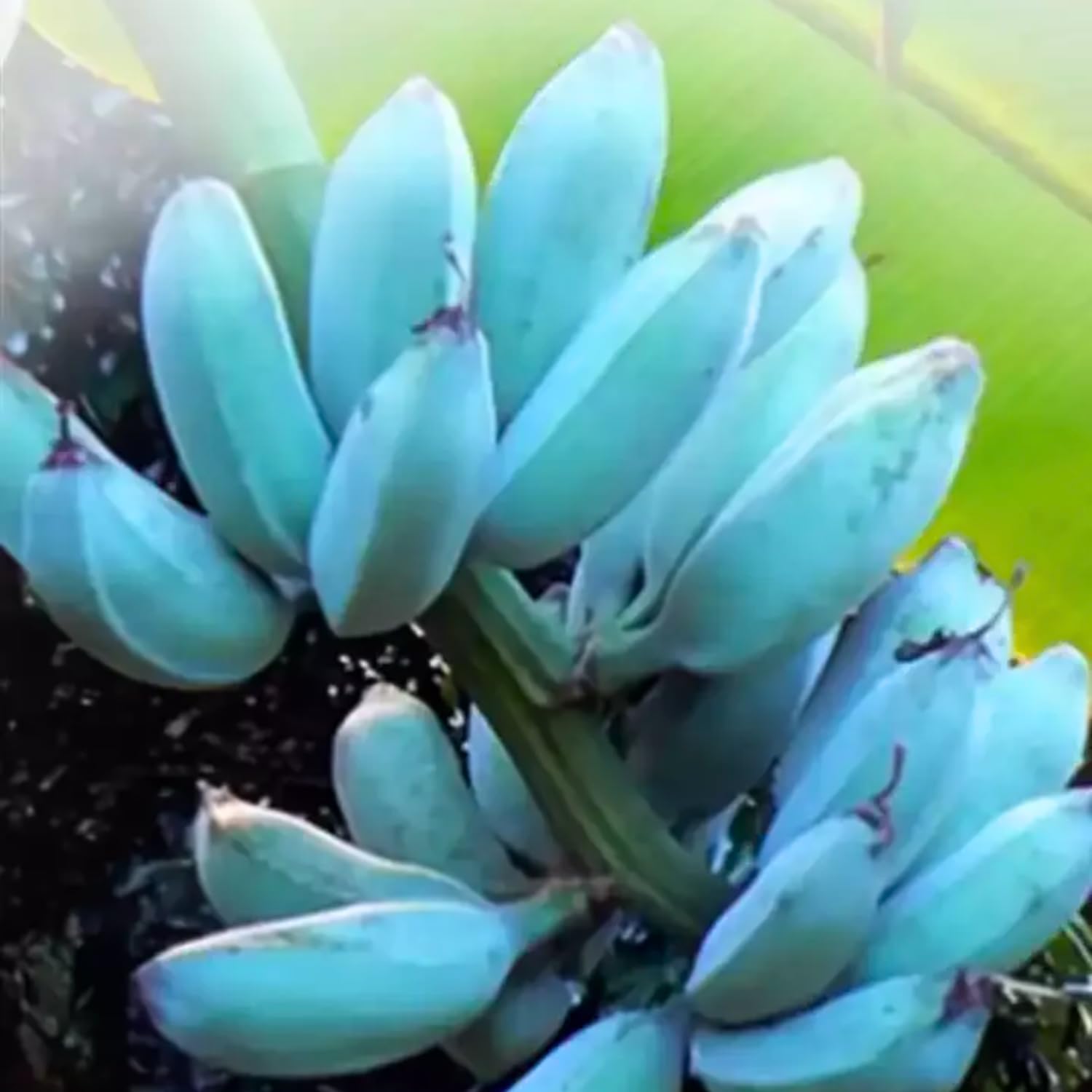 Rare Banana Tree Live Plant, 4-8" Tall, Banana Plant Live Well Rooted, Cold Hardy Tropical Banana Fruit Seedling (Blue Ice Cream Banana)