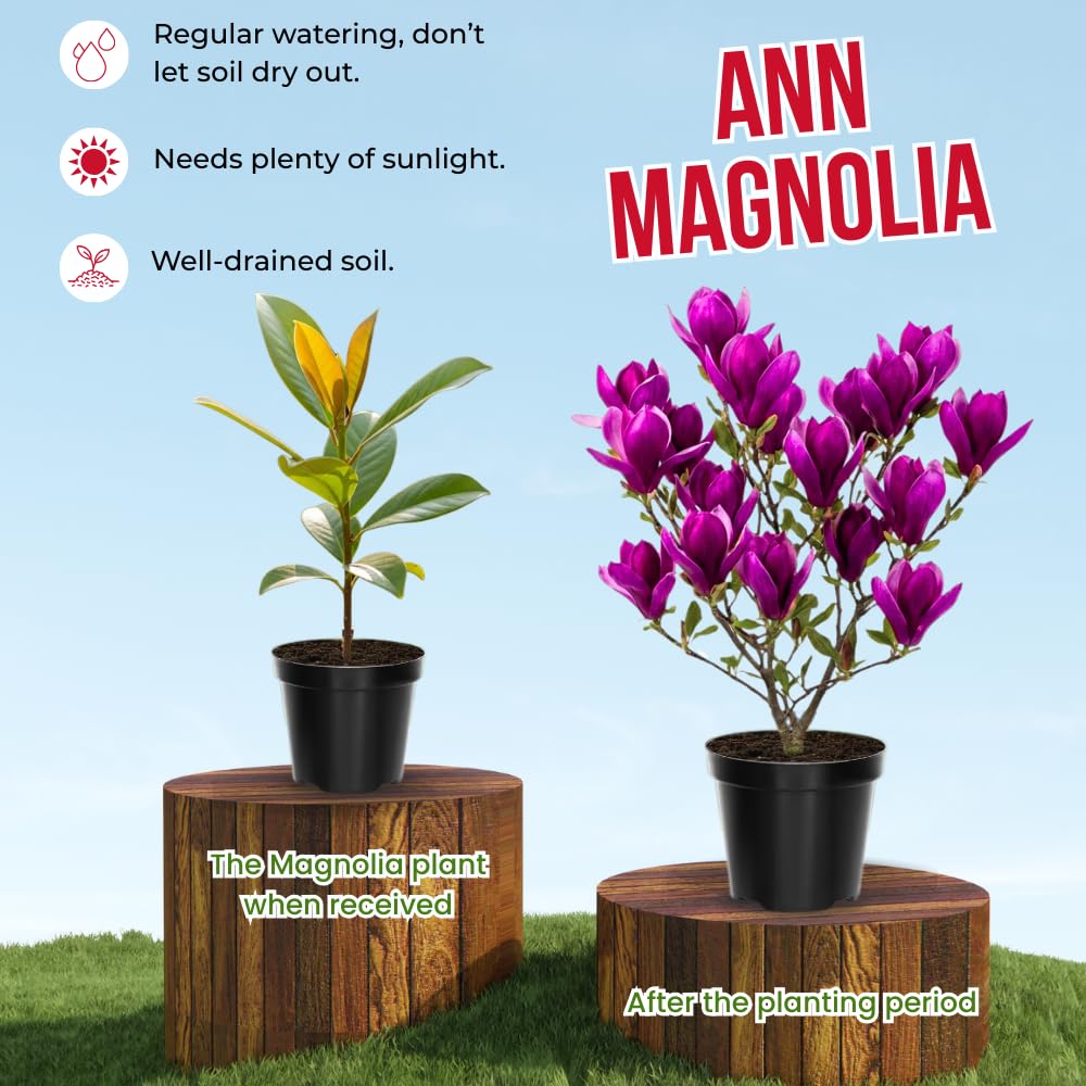 Ann Magnolia Tree Live Plant in 4-8 Inches, Fragrant Spring Blooms, Hardy Perennial Magnolia Flowers Potted Ready to Grow, Winter Dormant