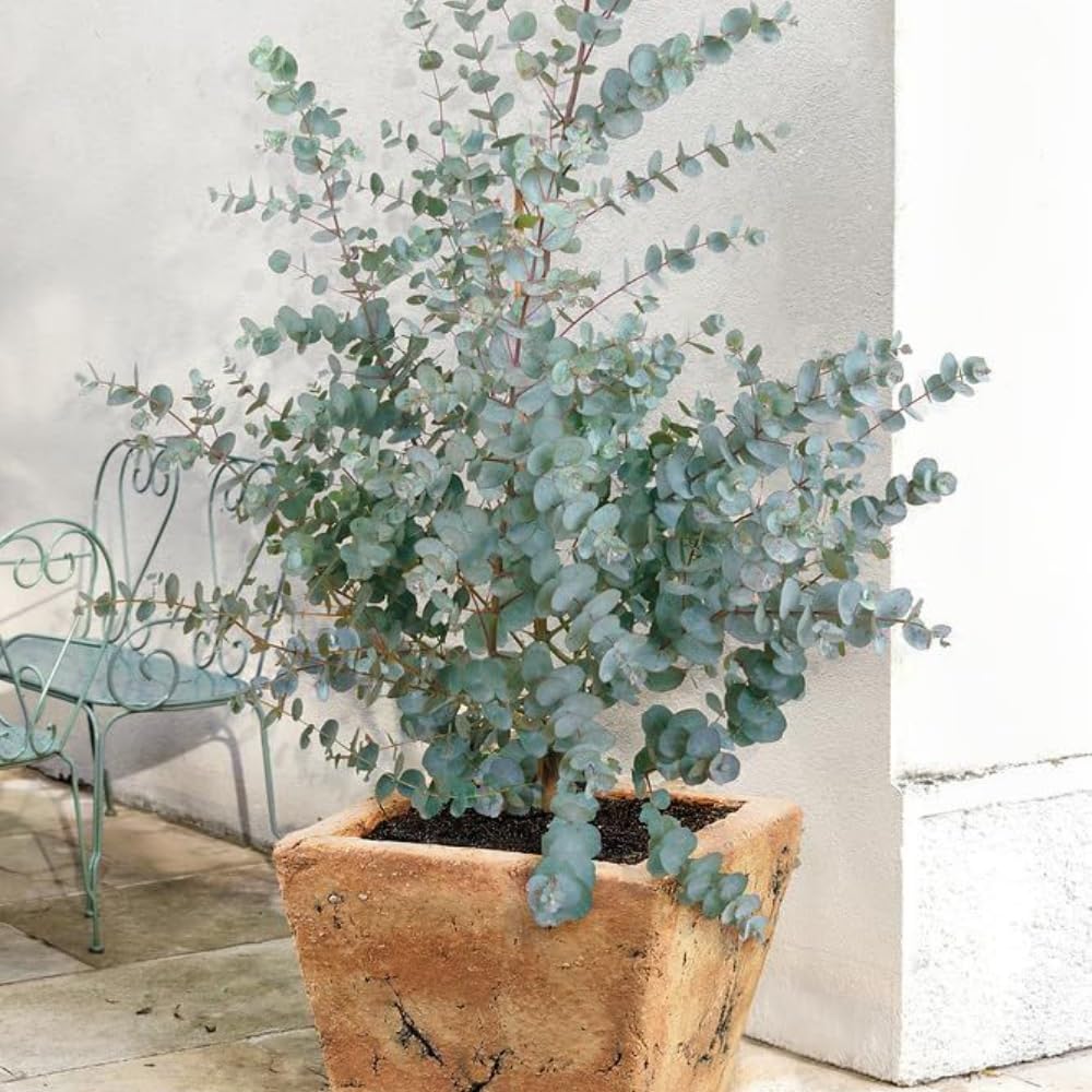 2 Baby Blue Eucalyptus Live Plants, Fragrant Eucalyptus Tree, Outdoor Garden Growing 3-6 Inches