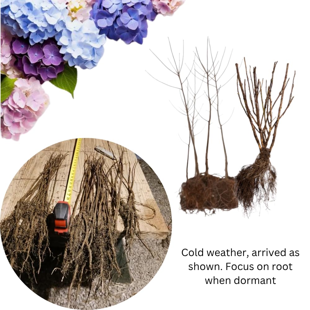 2 Hydrangea Plants Live Rooted Cuttings, 1-2 Feet Tall Hydrangea Tree Live Plant for Planting, Hydrangeas Bush, Dormant (Pink White Hydrangea)