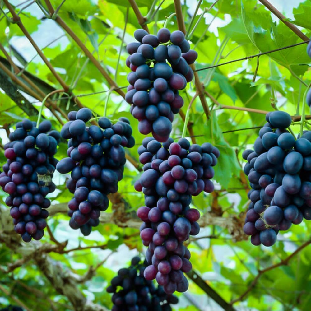 Set of 3 Muscadine Grape Plants Live, 4-6" Tall Seedless Grape Vines for Outdoor Planting, Hardy Fruit Plants for Garden and Vineyard (Deep Purple Black Grape)