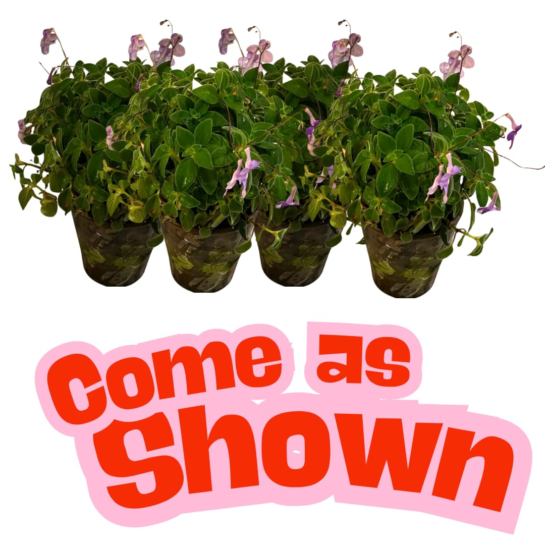2 Concord Blue Streptocarpella Plants Live for Planting, Indoor Outdoor Spring Gardening, Size 4-6" in Tall