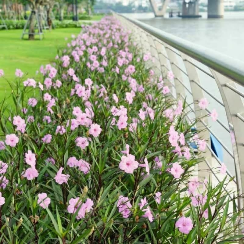 Set 6 Dwarf Pink Mexican Petunia Plants Live, Perennial Outdoor Growing, Startrer Size 4-6" in Tall, Long Blooming Season, Landscapes, Borders, Ground Cover