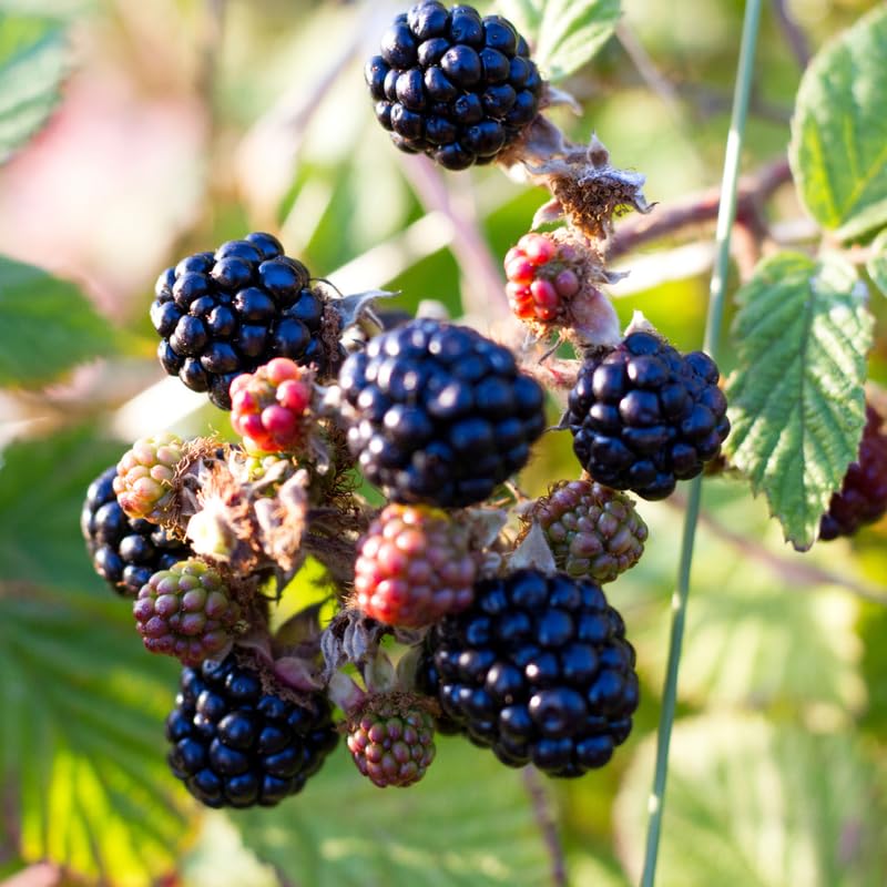 Pack 2 BlackBerry Plants Live, 4-8 Inch Tall, Chester Blackberries Fully Rooted High Yield Berry Plants for Outdoor Planting