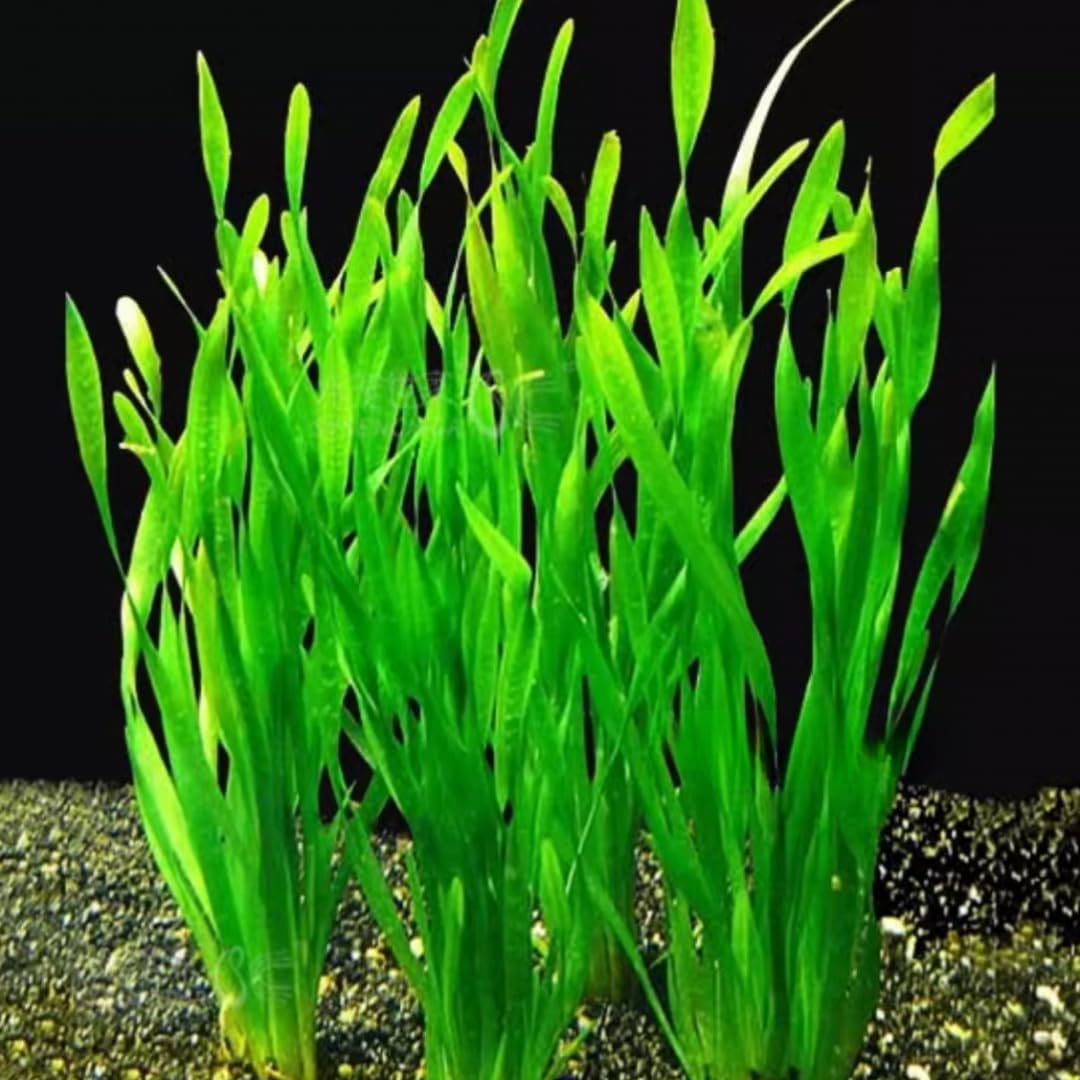 3 Jungle Vals Plants, Jungle Vallisneria Aquarium Plants Live from 4 to 5 Inc Tall, Aquarium Pond Aquatic Plant