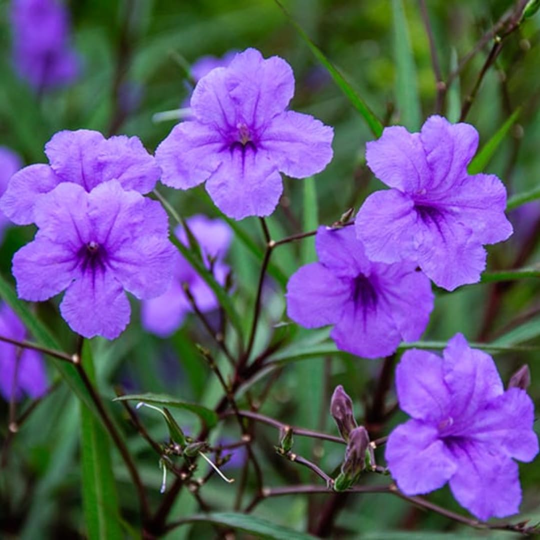6 Mexican Petunia Live Plants, Vibrant, Low-Maintenance Perennial Flowers, 4-7 Inches, Garden or Containers Growing (Dwarf Purple Blue)