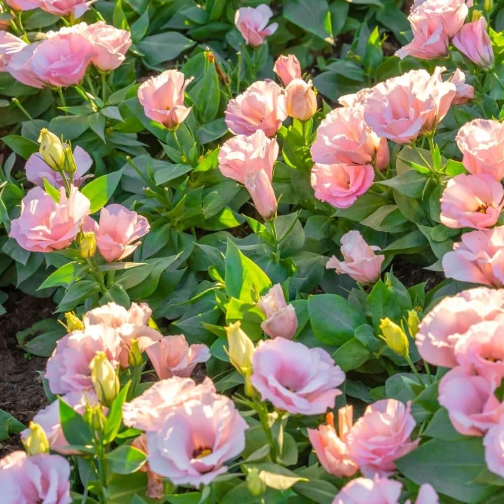 2 Eustoma Lisianthus Live Plants, Lisianthus Flowers Seedlings, 2-3 Inch Tall Well-Rooted Plug, Lisianthus Plants (Pink Lisianthus)