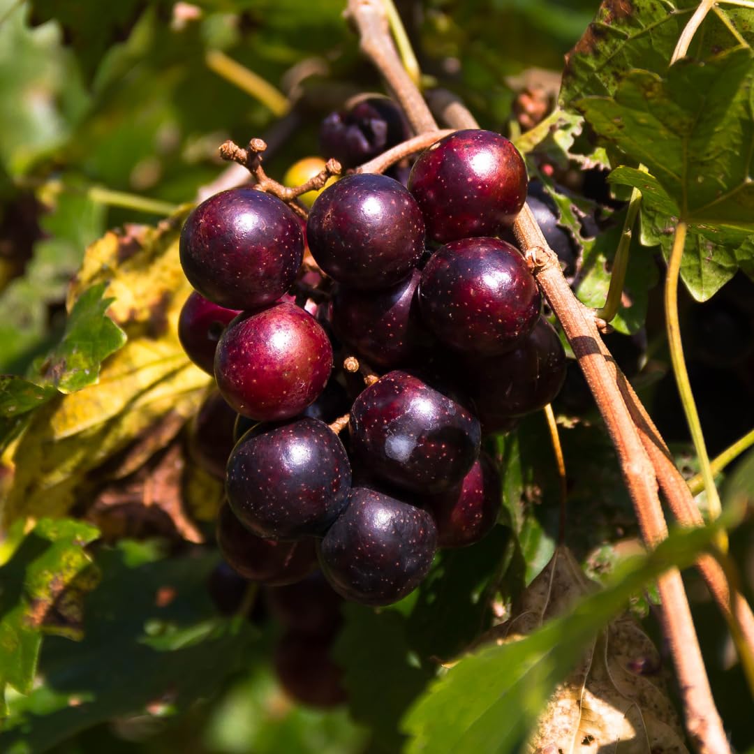 20-24" Black Purple Muscadine Grape Vines Live Plant in 1 Gallon Pot, 1 Year Old Sweet Fruit Grapevine for Trellis and Backyard Growing, Hardy Climbing Vine, No Ship to CA