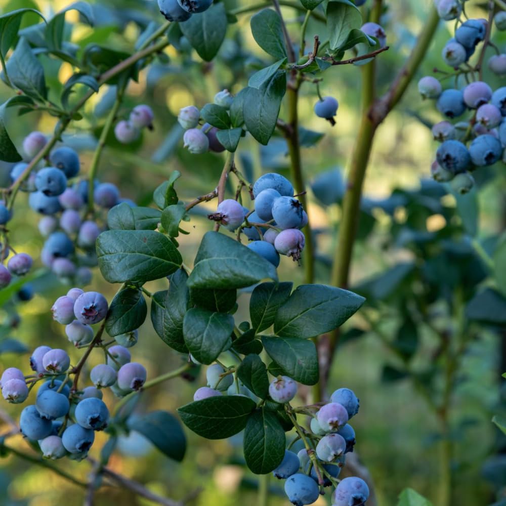 2 Blueberry Plants Live for Planting, 4-8 Inch Tall Well-Rooted, Hardy Blueberry Bush for Garden or Patio, High Yield (Sweet Blueberry)