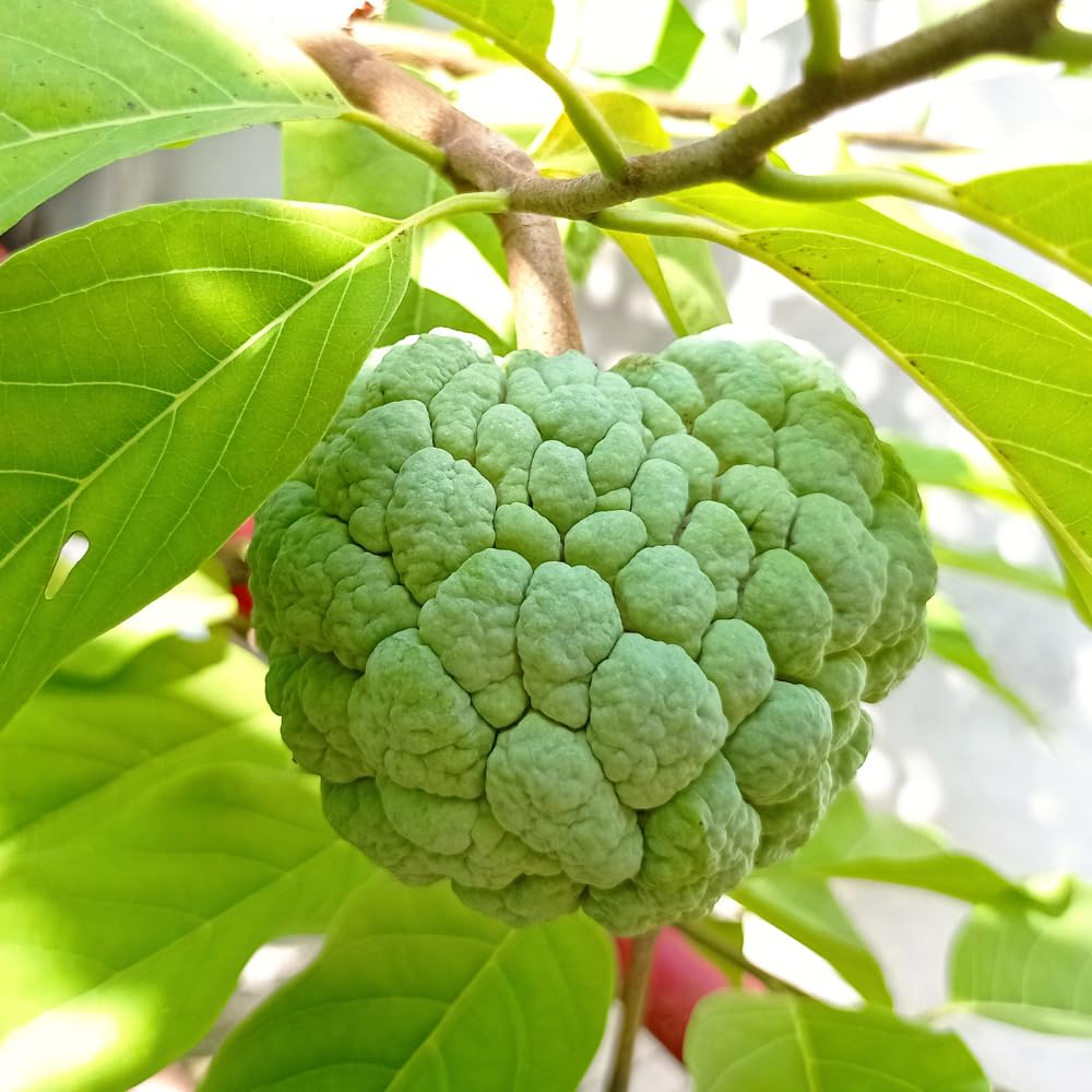 Sugar Apple Tree Live Plant, Green Sugar Apple Fruit Trees Live Plants, 1 Gallon Pot, 1-2 Feet Tall, Sweet Fruits, Ready for Outdoor Garden, No Ship to CA