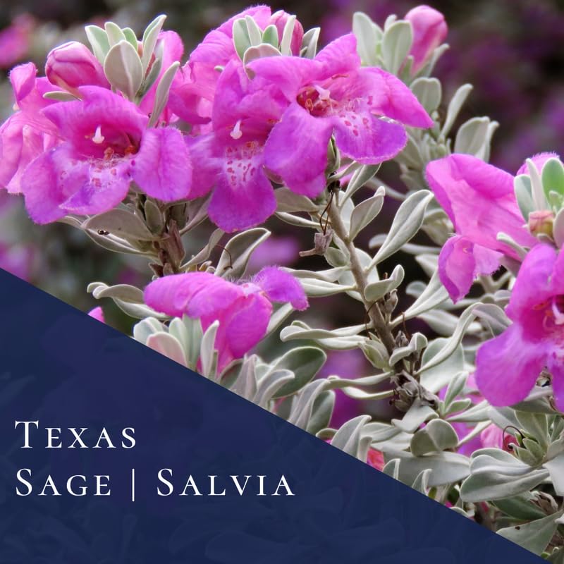 Sets 4 Texas Salvia Sage Plants Live for Spring Planting, Size 4-6" in Tall, Fast-Growing and Quick Flower, Perennial Fragrant Shrubs Bush
