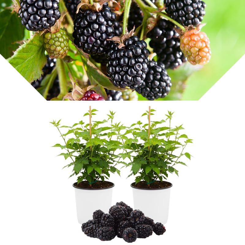 2 BlackBerry Bushes Live Plant, Sweet, Thornless, High Yielding Berries for Outdoor Planting, Fully Rooted 4-7 Inches (Thornless)