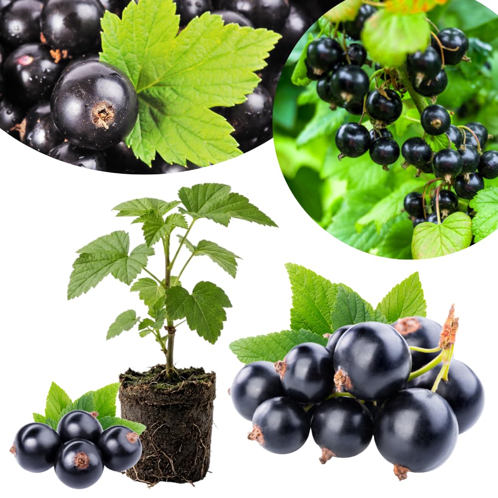 Consort Currant Plant Live, Currant Bush, Fruit Bearing Berry, 3-6" Tall