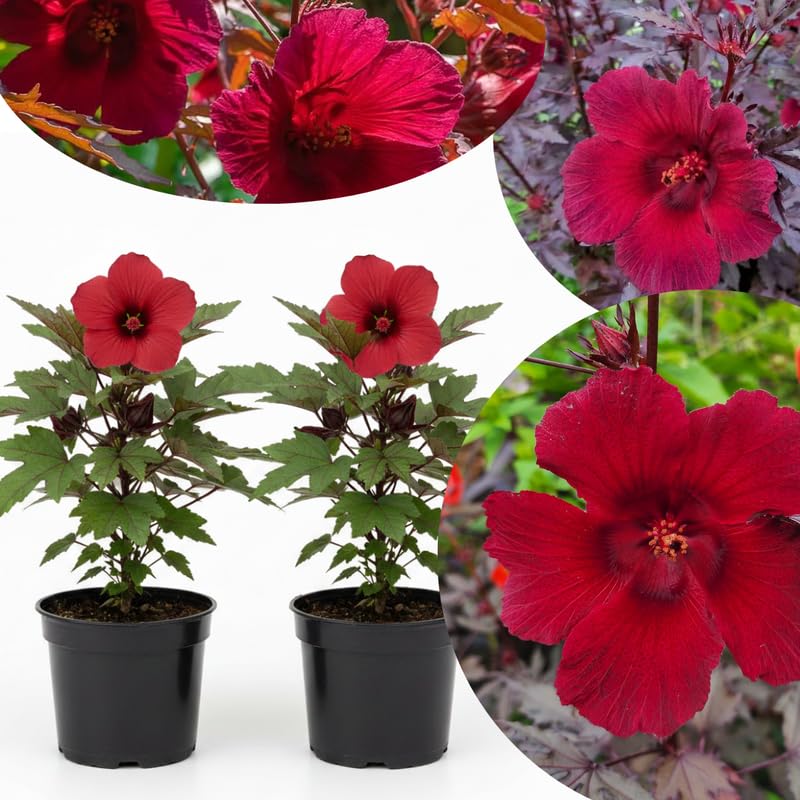 2 Cranberry Hibiscus Plants Live Trees, Very Hardy, Perennial Flower, No Pot, Size 4-6" in Tall, Cold Hardy, Dormant in Winter, Spring Bloom
