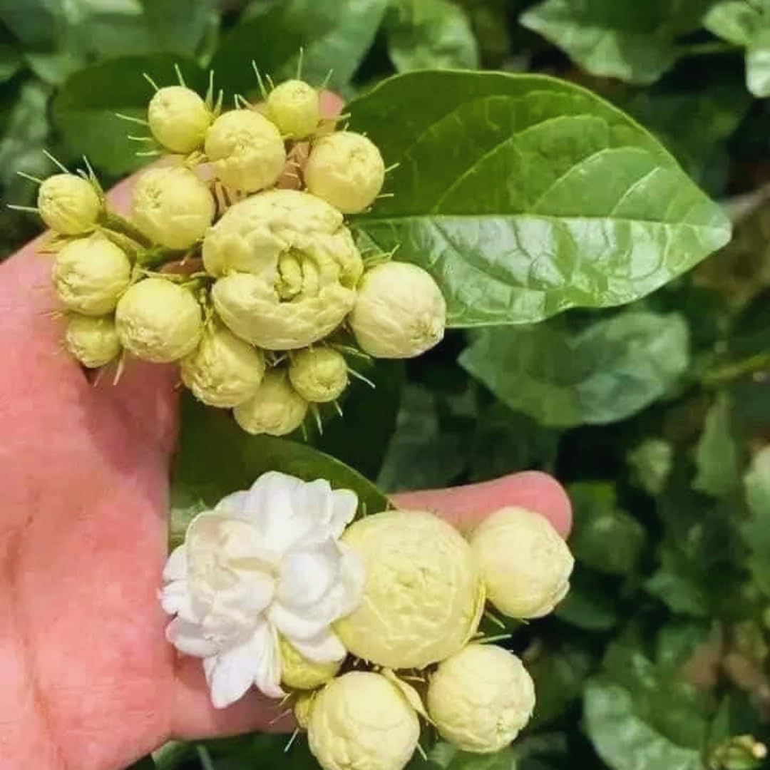 Grand Duke of Jasmine Plant Live, 3 Gallon Pot, Jasmine Live Plant, 2 Feet Tall, Flowering Fragrant Bush Garden
