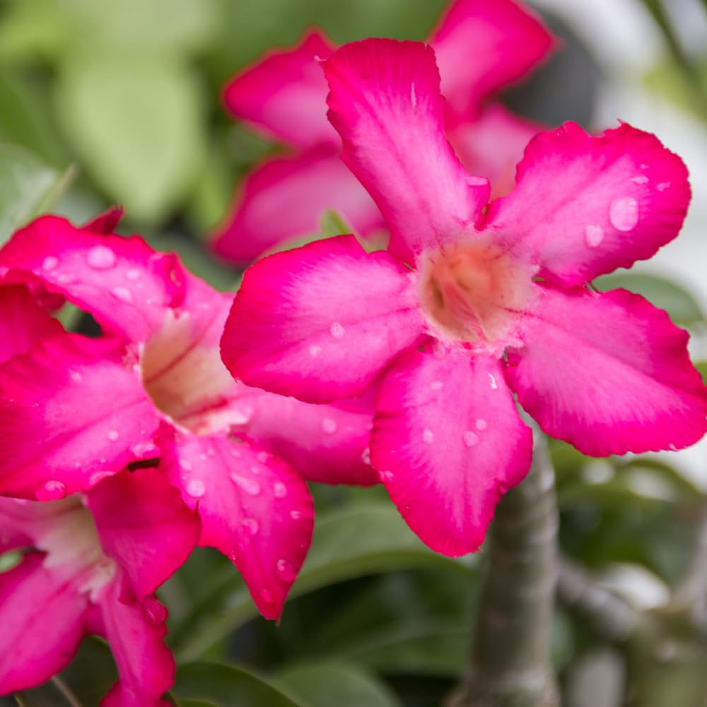 Adenium Desert Rose Plant, Starter Desert Rose for Planting Indoor Outdoor, 4-6 Inches, Flowering Succulent Seedling (Pink Blooms)