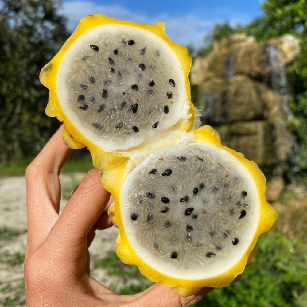 4 Yellow Dragon Fruit Plants Live, Pitaya Tree Plant Well Rooted 4 Inches