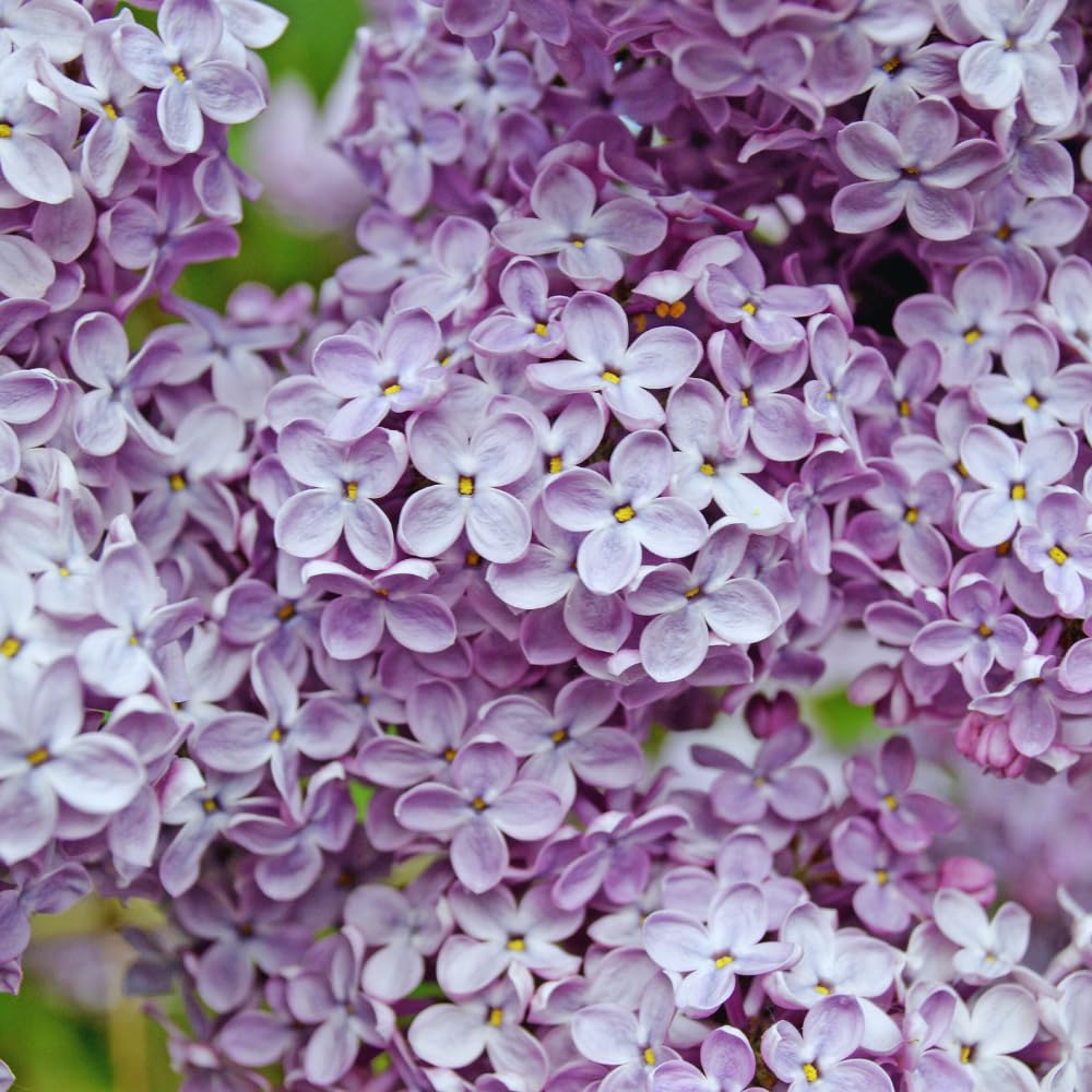 Purple Lilac Tree Live Plant, Lilac Bushes Live Plant, 4 Inc Potted, Dormant in Winter