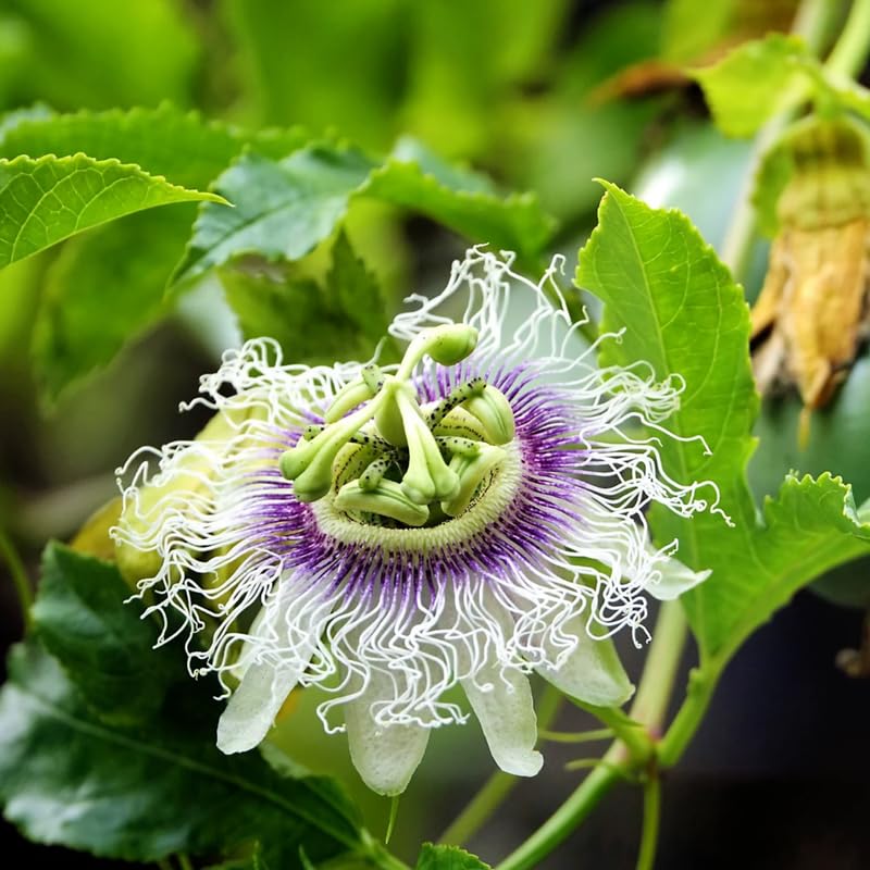 Passion Flower Plant Live, Passiflora Vine for Garden, 4-8" Tall, Hardy Flowering Vine for Garden or Trellis