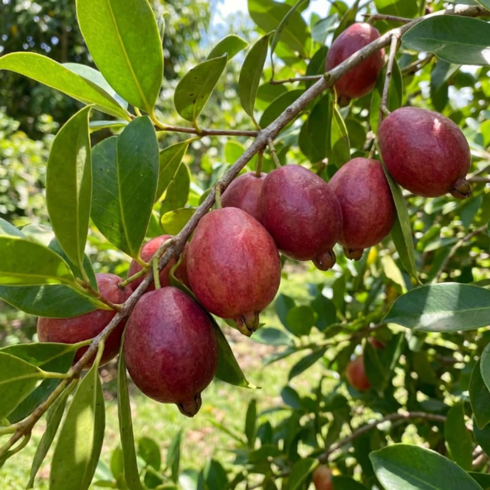 Strawberry Guava Plant Live, Hardy Tropical Guava Plant 3-4 Feet, Guava Fruit Tree Well Rooted in 3 Gallon Pot, No Ship to CA