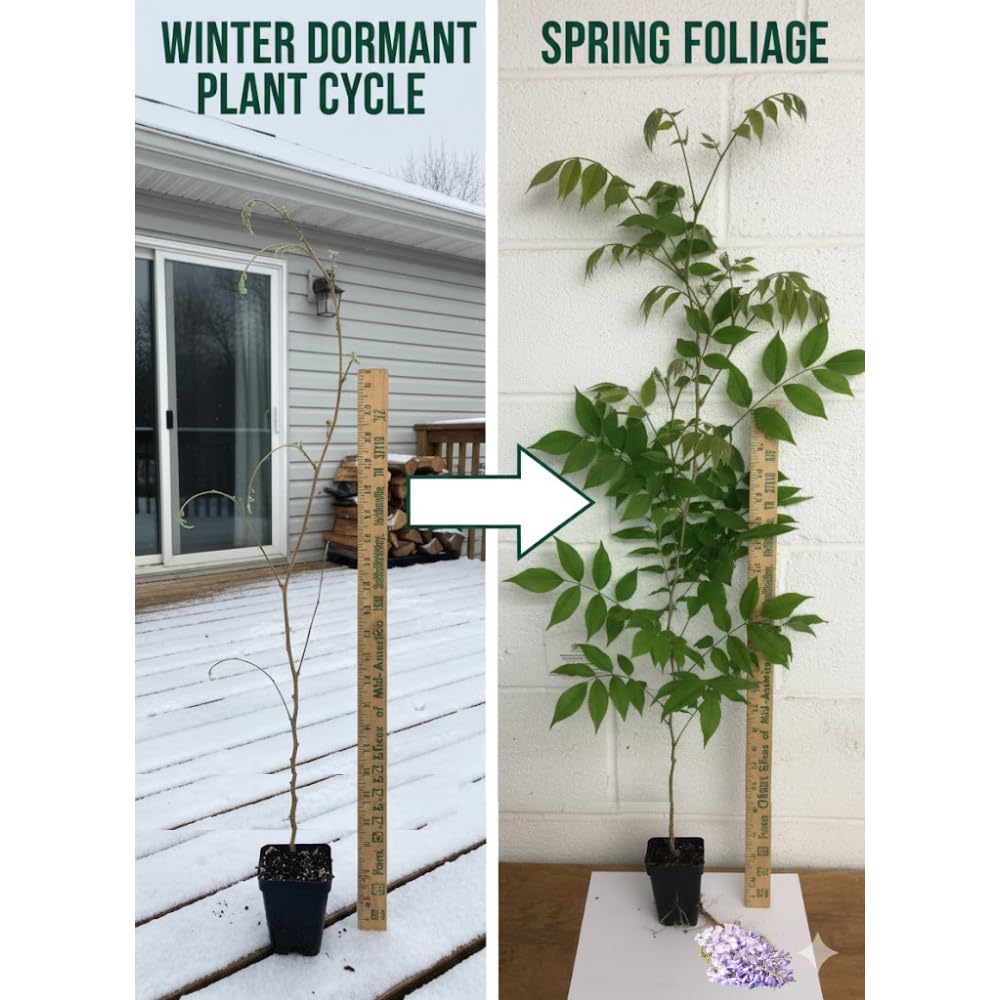 Blue Wisteria Live Plant, 6-12" Tall, Wisteria Vine in 2.5" Pot, Fragrant Flowering Climbing Plant for Outdoor Garden and Trellis