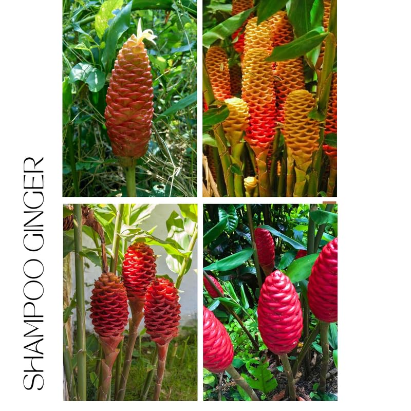 6 Shampoo Ginger Roots for Planting, Perennial Awapuhi Zingiber Zerumbet Ginger Rhizomes, Hawaiian Ginger Lily Plants