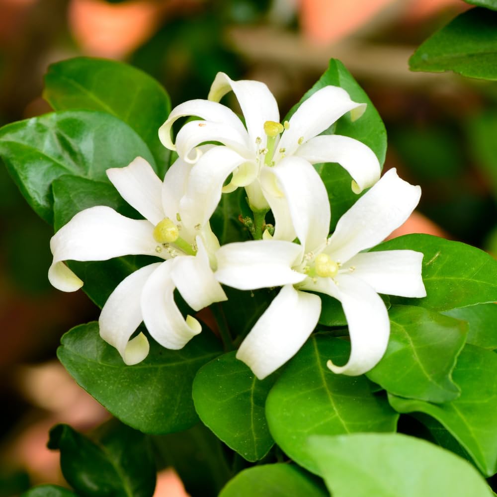 Orange Jasmine Plant Live, Fragrant Jasmine Flower Shrub Plant 3 Feet Tall, No Ship to CA