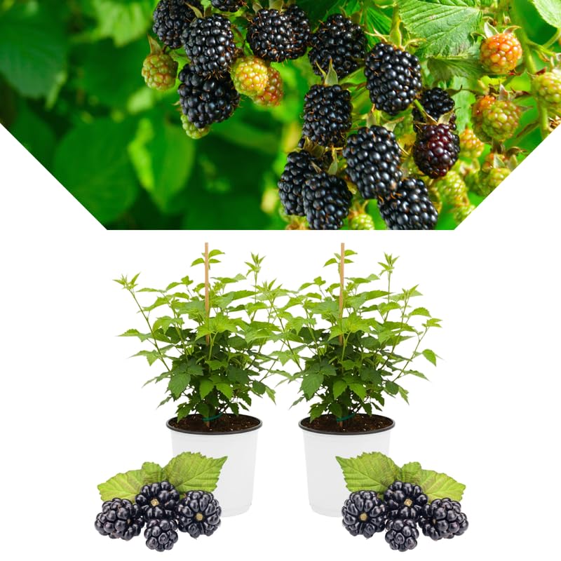 2 BlackBerry Bushes Live Plant, Sweet, Thornless, High Yielding Berries for Outdoor Planting, Fully Rooted 4-7 Inches (Ouachita)