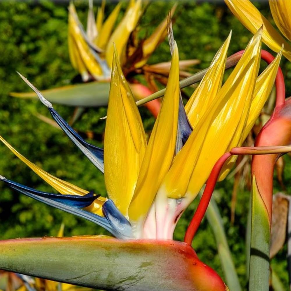 Bird of Paradise Live Plant, Size 5-12” Tall, Strelitzia Reginae Houseplant Indoor Outdoor Tropical Plant