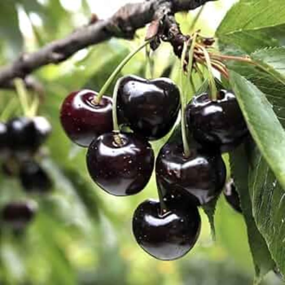 Black Cherry Tree Live Plant, 1 Year Old Trees 1-2 Feet Tall, Dormant, Bare Root Sweet Cherry Plant Live, Hardy Fruit Trees for Outdoor Planting