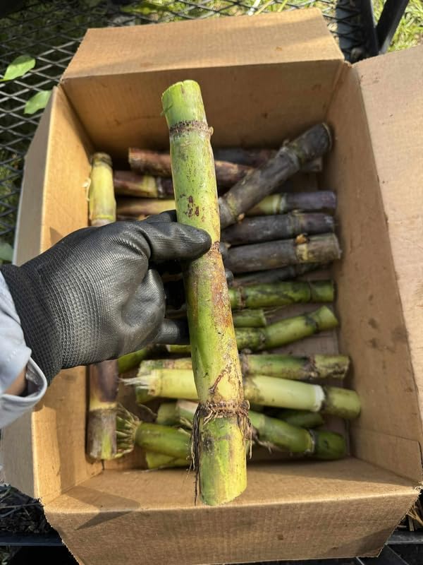 Sugar Cane Plant Cuttings, 1 Ft Unrooted Cuttings, Sweet Sugar Cane Live Plant Cuttings for Planting Outdoor Garden, No Ship to CA