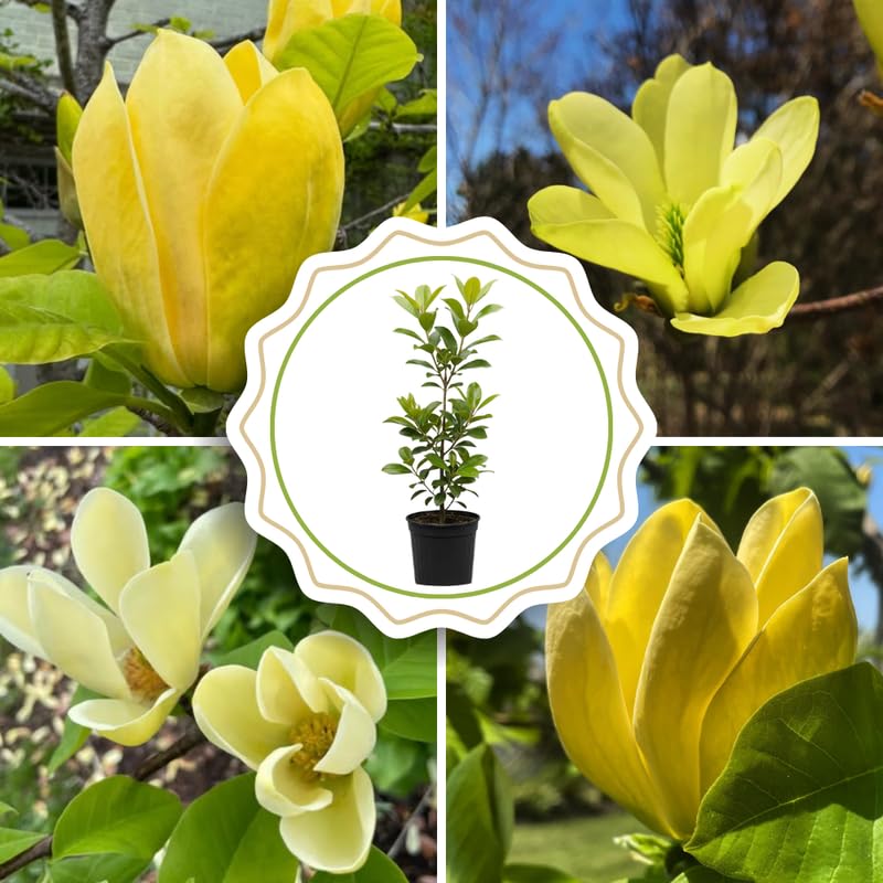 Yellow Magnolia Tree Live Plant in 4-8 Inches, Fragrant Spring Blooms, Hardy Perennial Magnolia Flowers Potted Ready to Grow, Winter Dormant