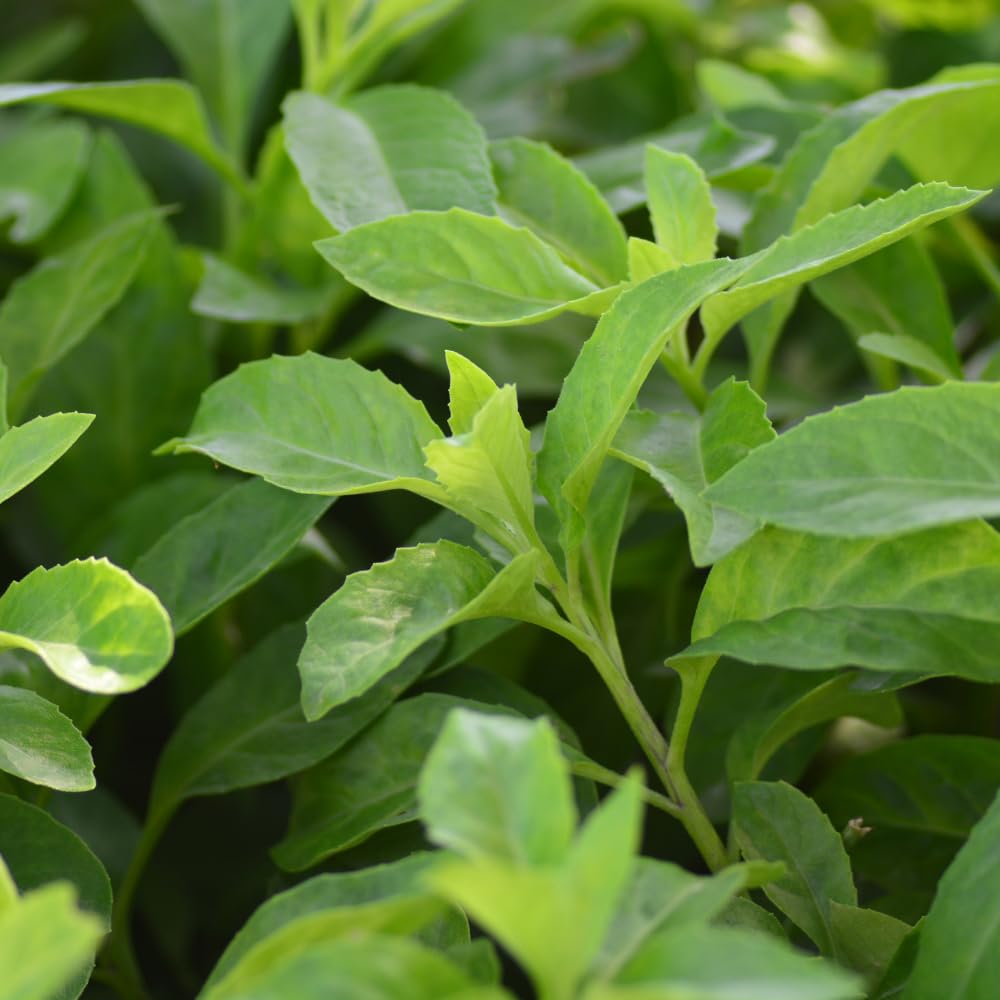 3 Longevity Spinach Plants Live, Rooted Longevity Spinach Vegetables for Planting Growing Outdoors