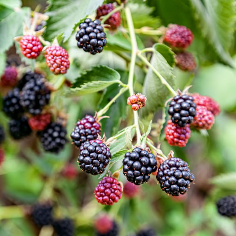 Pack 2 BlackBerry Plants Live, 4-8 Inch Tall, Triple Crown Thornless Blackberries Fully Rooted High Yield Berry Plants for Outdoor Planting