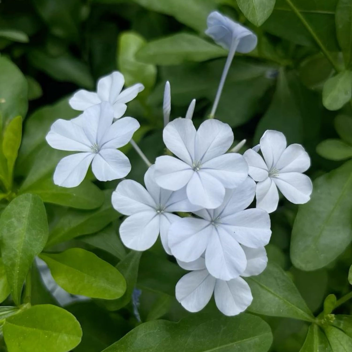 Set 4 Plumbago Plants 4–6'' Tall, Vibrant Flowering Shrubs for Garden or Containers, Well Rooted, Ready to Grow (White)