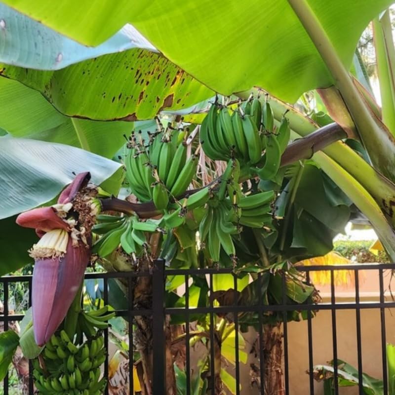 Sweet Banana Tree Live Plant, Cold Hardy Banana Plant Live, Tropical Banana Fruit Seedling, Well Rooted 4-8 Inch Tall