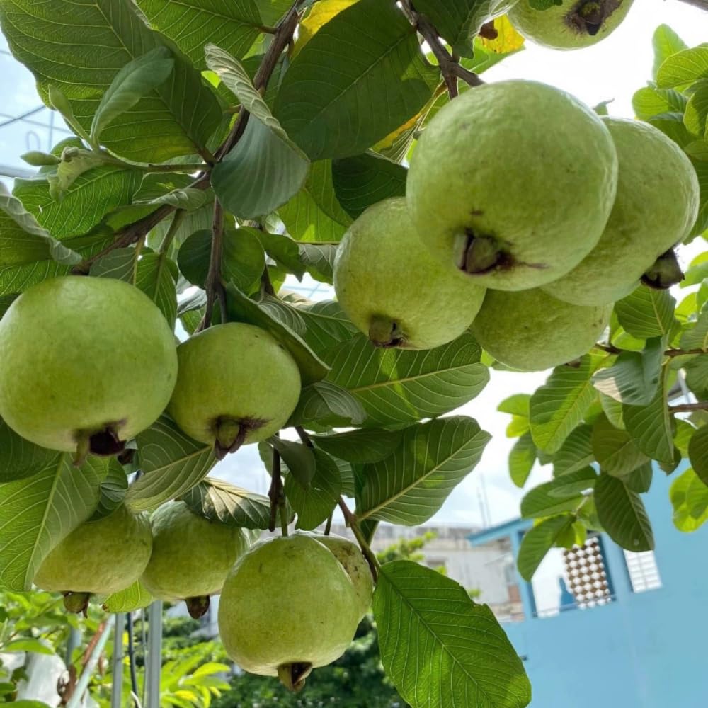 Thai Kilo Guava Plant Live, Hardy Tropical Guava Plant 3-4 Feet, Guava Fruit Tree Well Rooted in 3 Gallon Pot, No Ship to CA