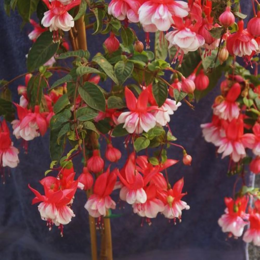3 White Red Fuchsia Live Plants, Fuchsia Plants Live, 4 and 8 Inc Tall, Gardening and Outdoor Patio