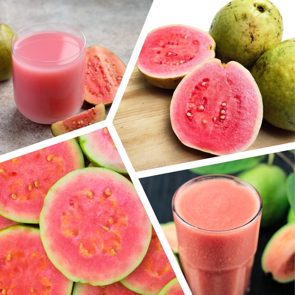 Pink Guava Tree Live Plant, Guava Plants Live for Planting, 3 Gallon Pot, 2-3 Feet Tall, Sweet Tropical Fruit Tree for Patio, Backyard and Outdoor Garden, No Ship to CA