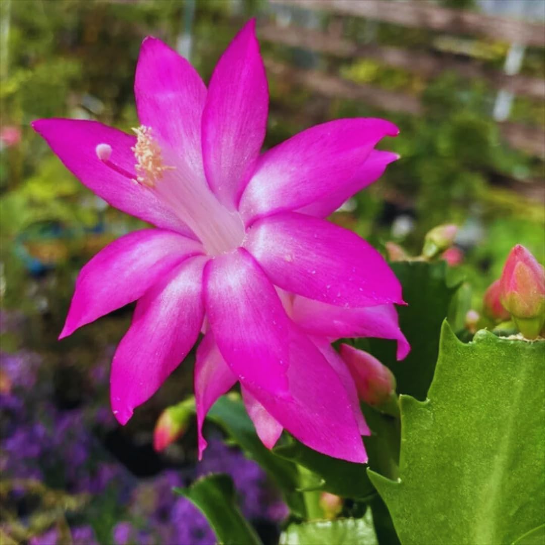 Christmas Cactus Plant Live, Holiday Cactus Live Plant, 4 to 6 Inc Tall, Hanging Baskets Houseplants, 4 Inc Potted, Gardening Indoor Outdoor (Pink)