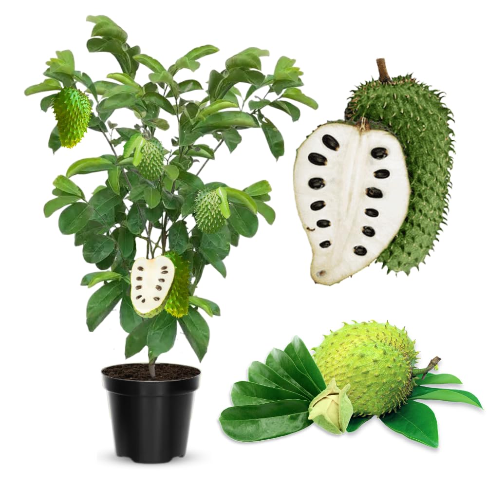 3 Years Old Soursop Tree Live Plant, Fully Rooted in 3 Gallon Pot, Annona Muricata Mountain Soursop Fruit Tree Tropical for Outdoor Planting